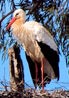 cegonha